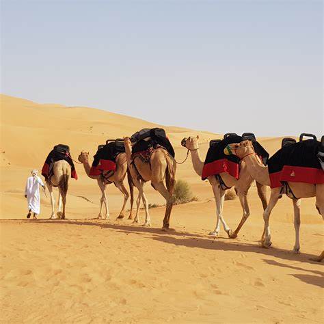 Camel Trekking